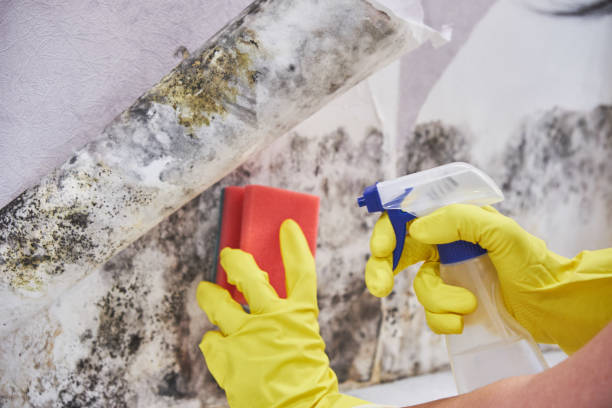 Why You Should Choose Our Mold Remediation Services in Level Green, PA